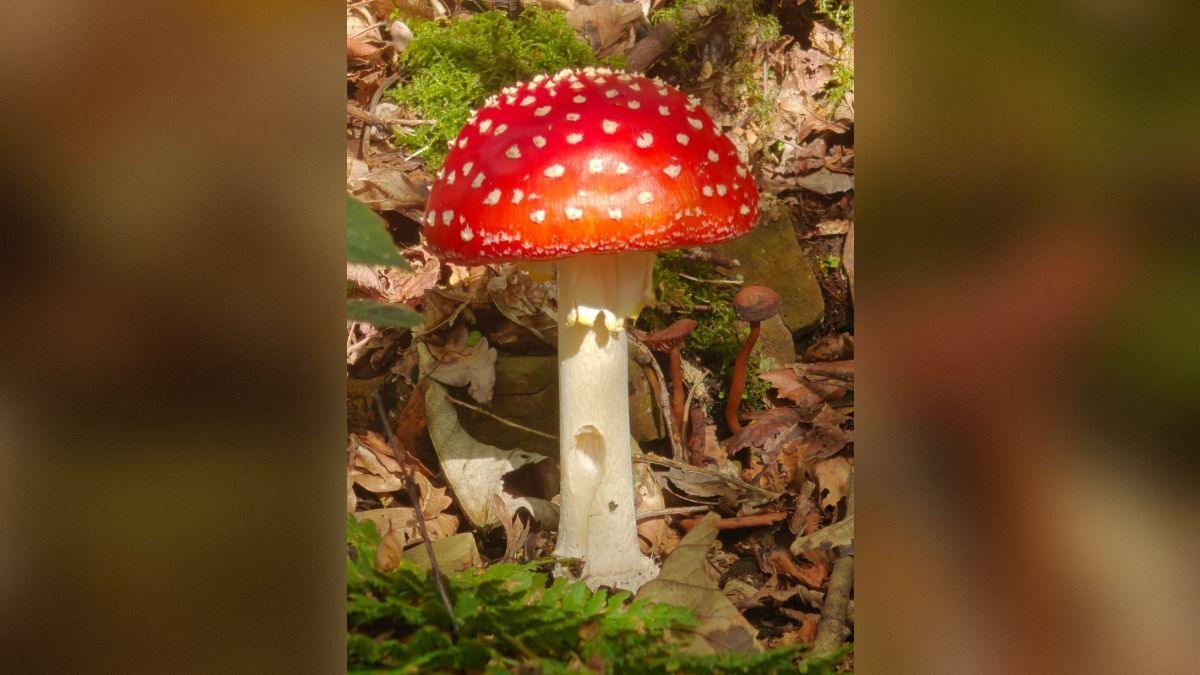 Additional source image from BBC Science