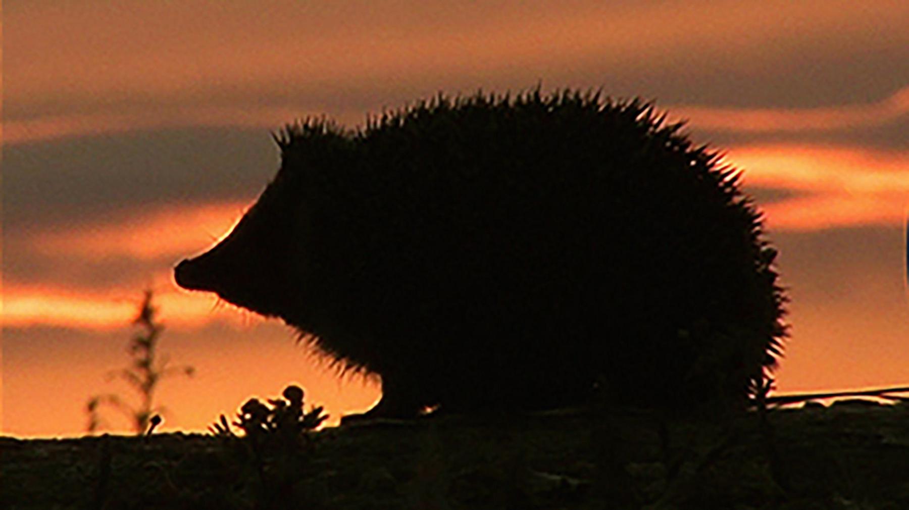 Bank of England Selects Four Animals for Future Banknote Redesigns